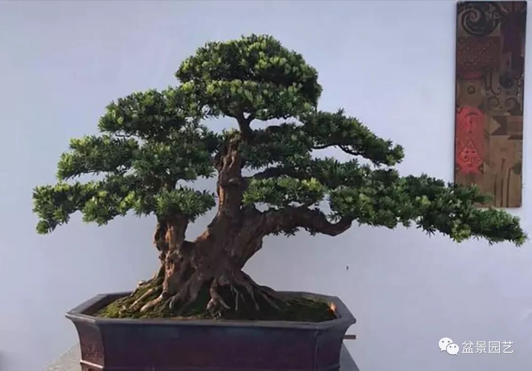 盆栽越老越值钱 能养成 公孙树 别轻易送人了 说种植 微信公众号文章阅读 Wemp