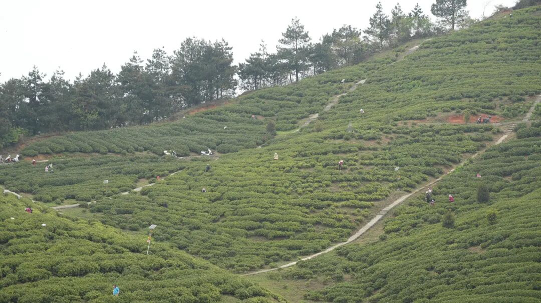 青杠坡镇:春耕备耕与采茶忙 共绘乡村振兴新篇章