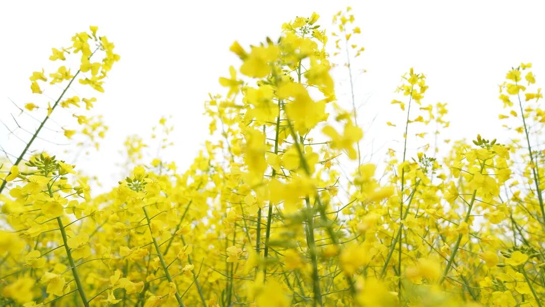 思南:油菜花海绽放金色魅力
