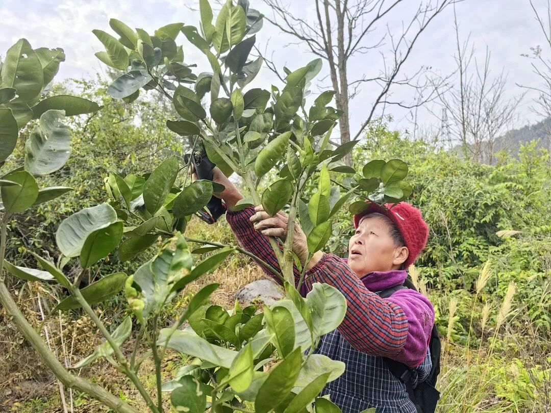 您当前所在的位置:>首页>新闻中心>乡镇传真据了解,柚子树修剪时间