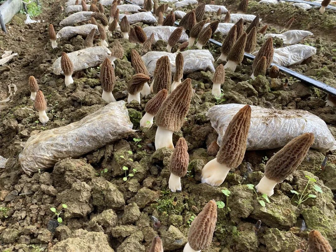 羊肚菌怎么种植图片