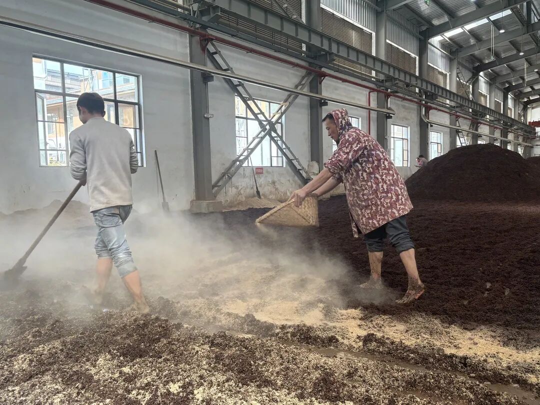 思南酒企酿造生产忙