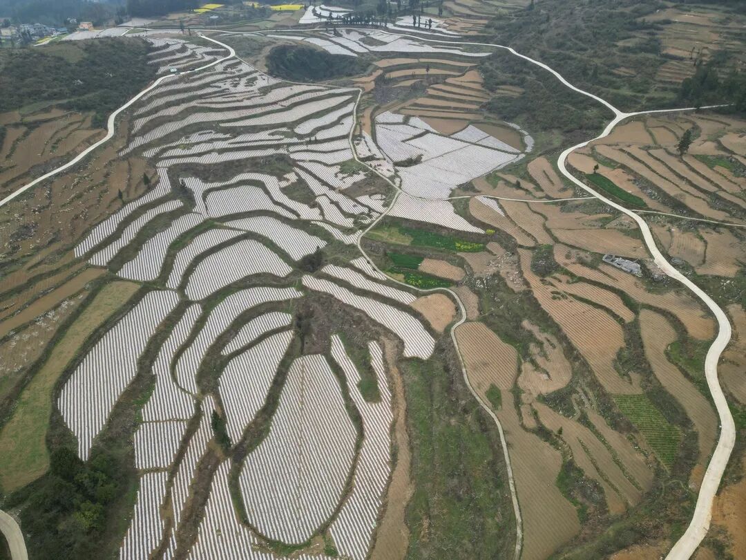 思南抢抓时节2万亩烤烟生产备耕忙