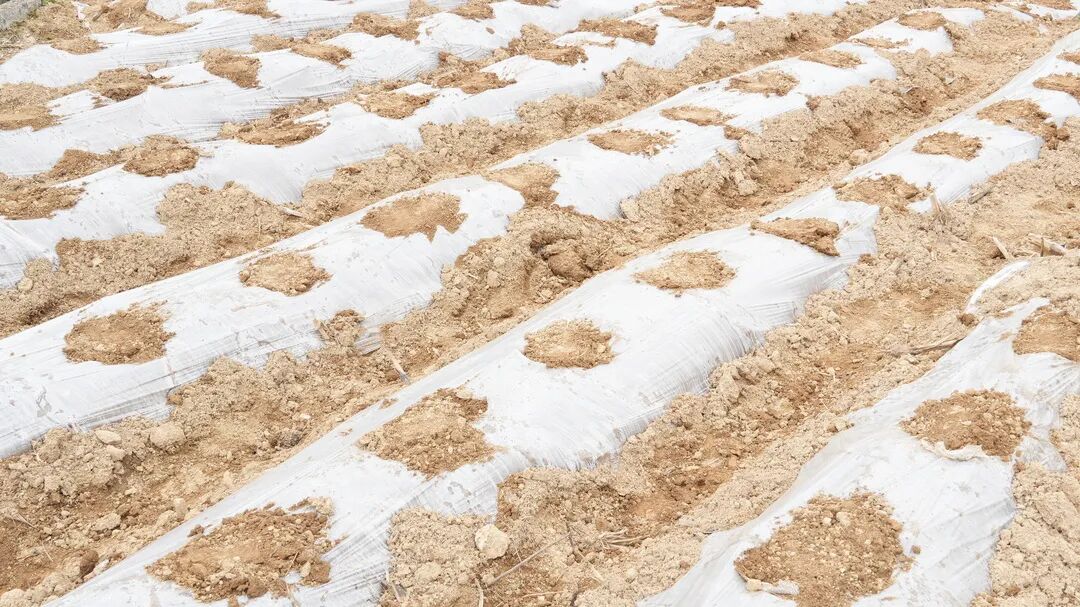 烟叶生产示范基地种植面积1200亩,涉及烟农13户,主要种植高品质云烟