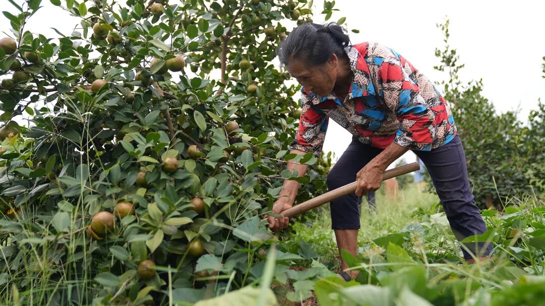 油茶树多少年可以采摘