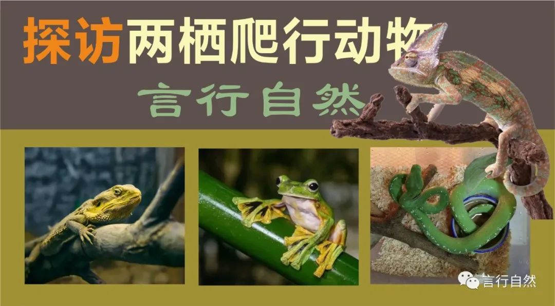 活动招募|探访两爬动物世界