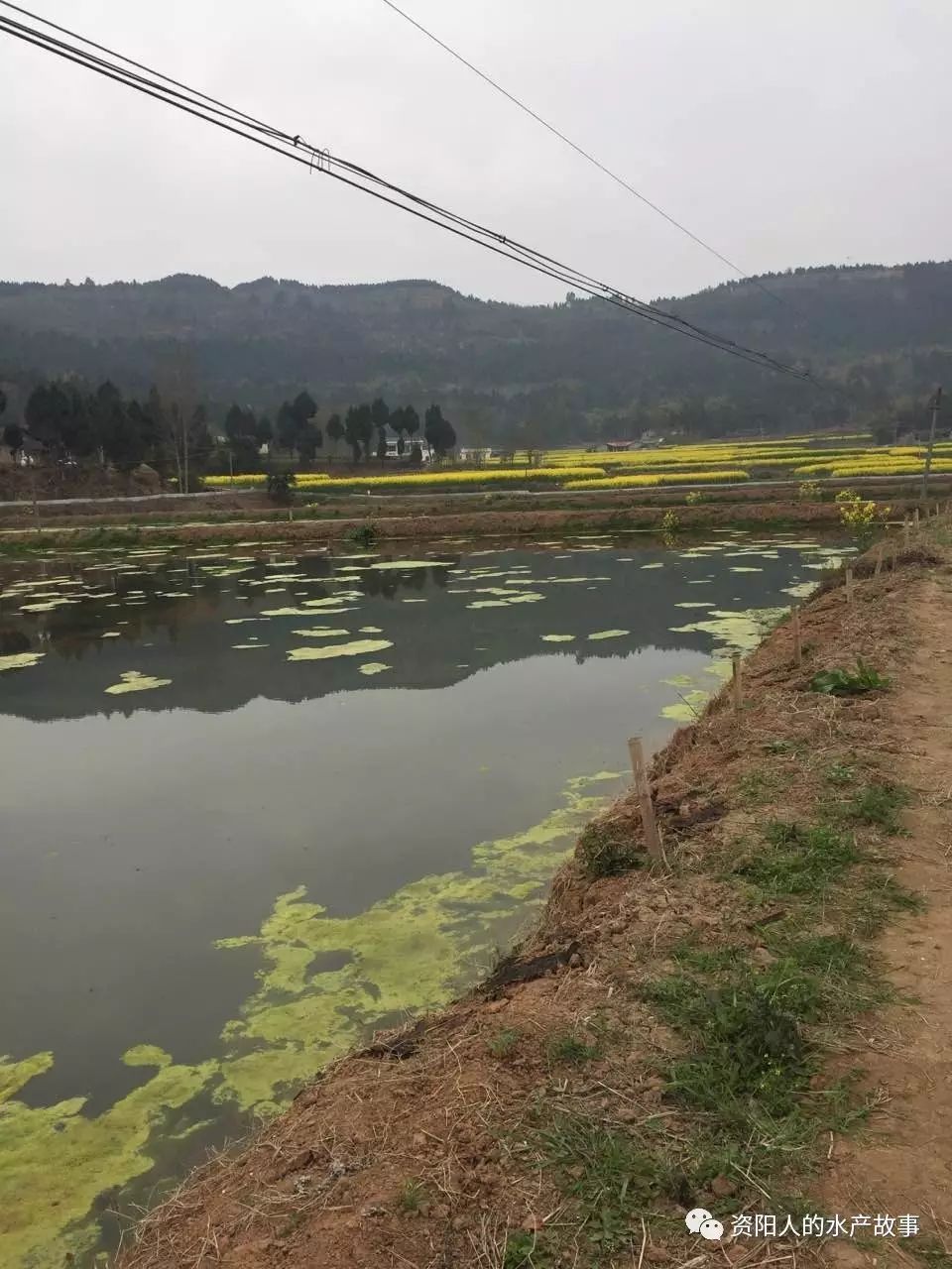 小龍蝦環保養殖模式