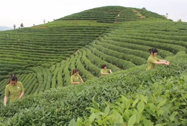 名茶之首——【西湖龙井】具体有哪些功效和作用呢