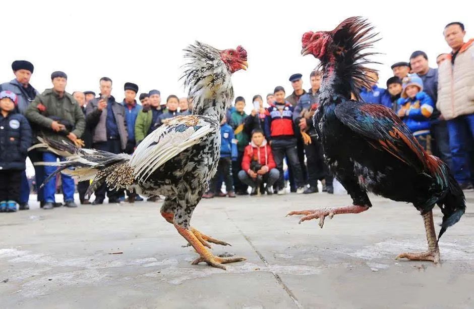 斗鸡赌博图片