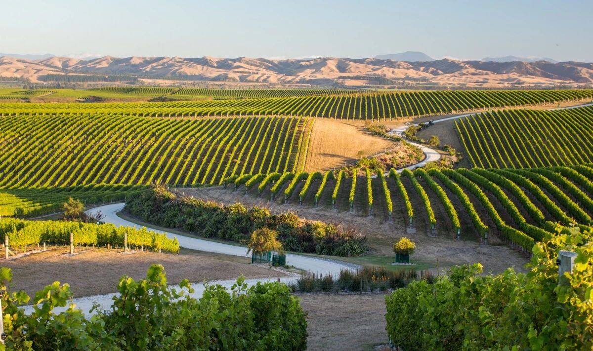 马尔堡和马丁堡(martinborough)等产区都纷纷出产了各具特色的黑皮诺