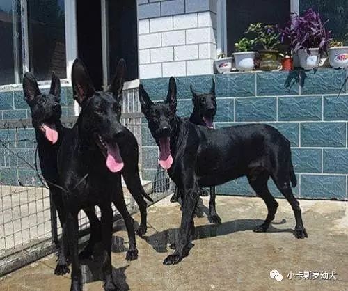 黑狼犬出售最新黑狼犬价格二三个月龄纯种黑狼犬多少钱一只 小卡斯罗幼犬 微信公众号文章阅读