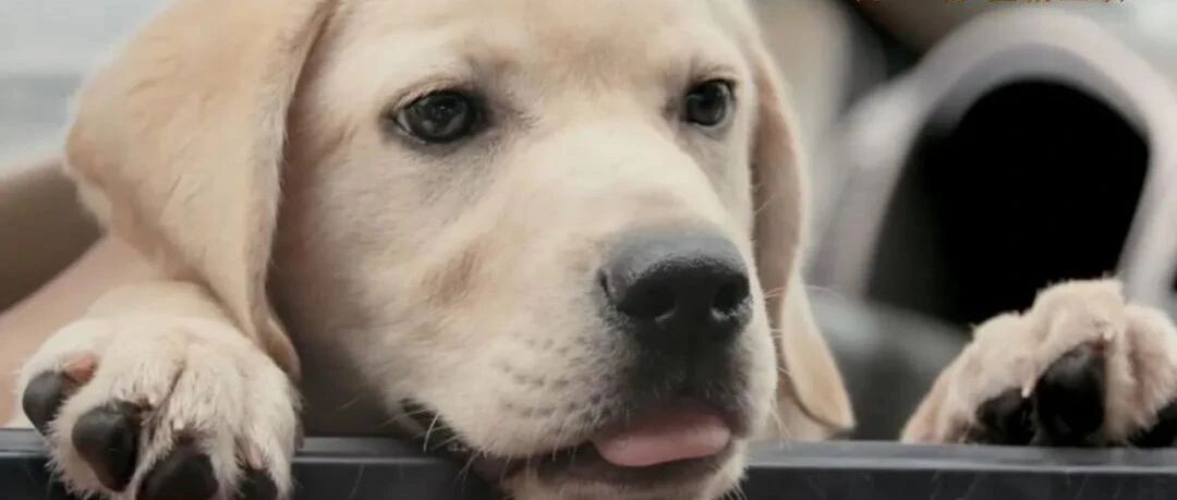 七夕档过后，你的眼泪由它承包