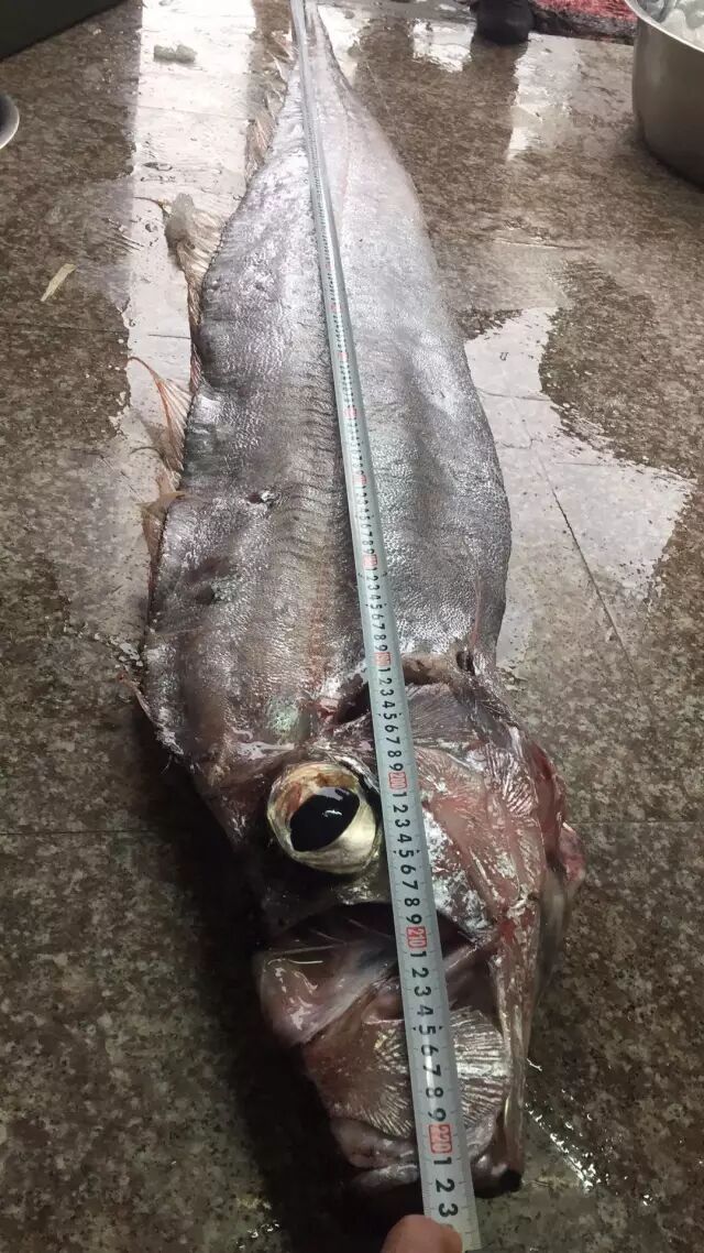 苍南渔民捕获超级大带鱼长22米重32斤