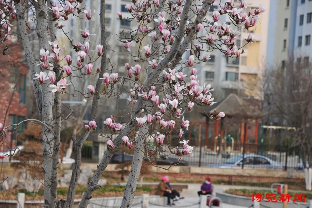 实拍说开就开淄博的花海赏花地图已到手快去赴春光