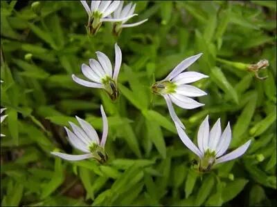 半边莲,和莲花更是一毛钱关系也没有.