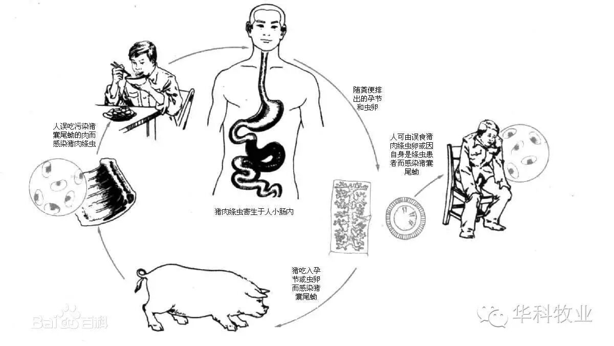 猪绦虫的危害