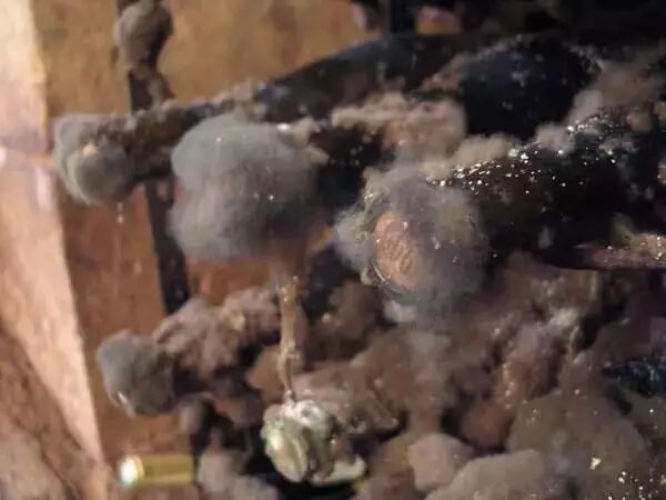 酒塞都发霉了，这酒还能喝吗?