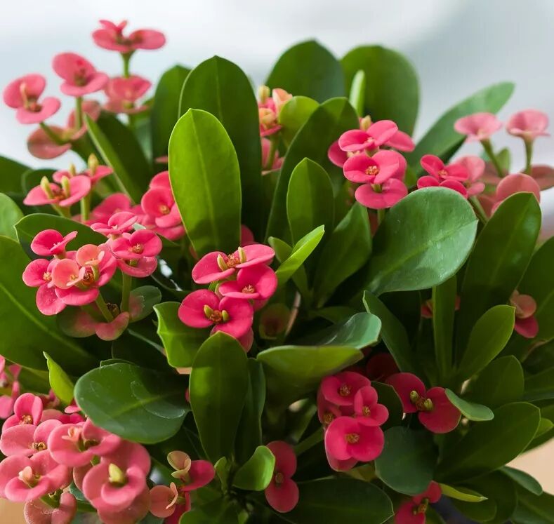 冬季花期超长的观赏花卉推荐