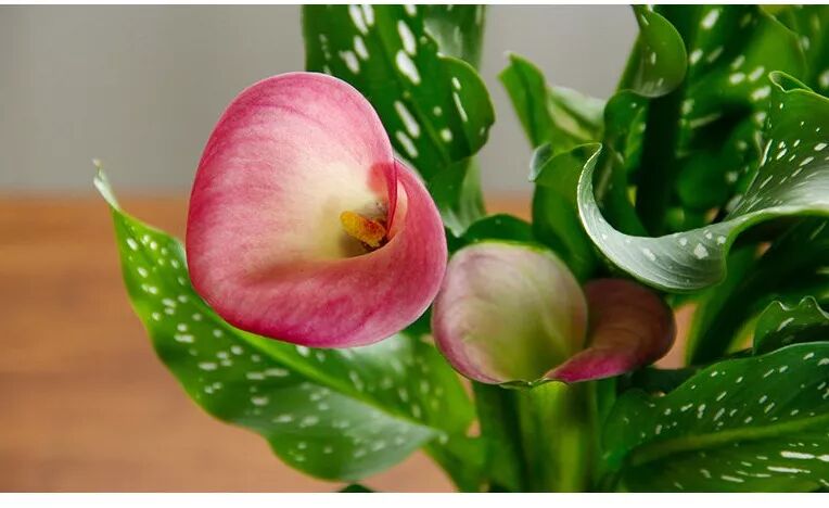 冬季花期超长的观赏花卉推荐