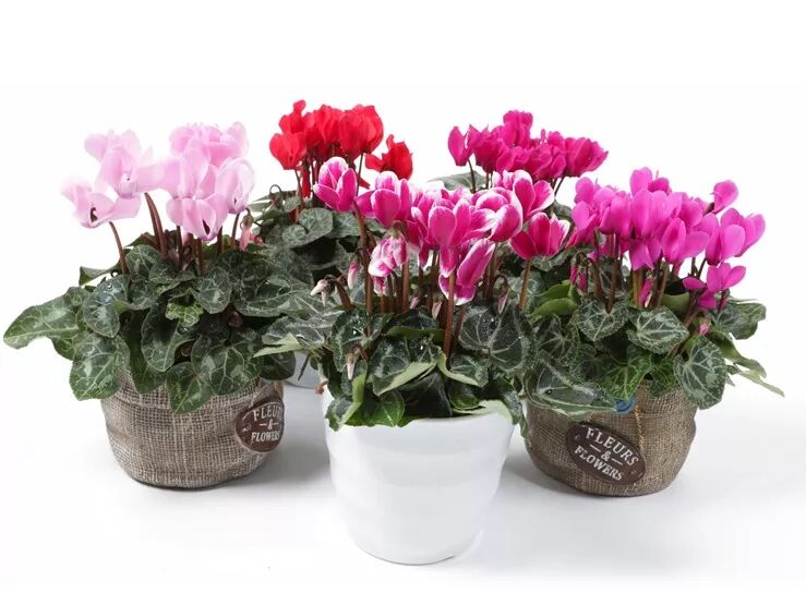 冬季花期超长的观赏花卉推荐