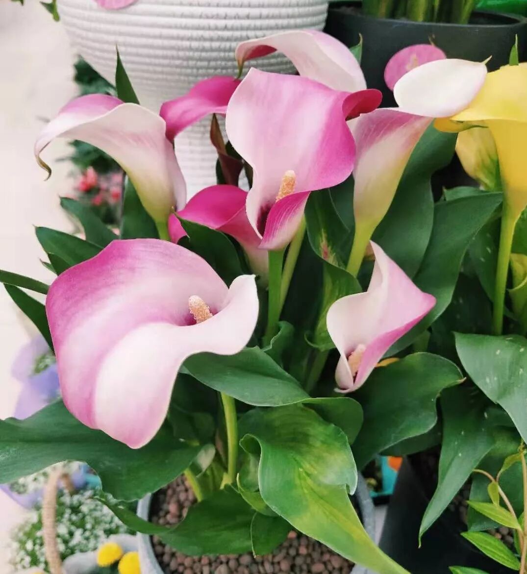 冬季花期超长的观赏花卉推荐