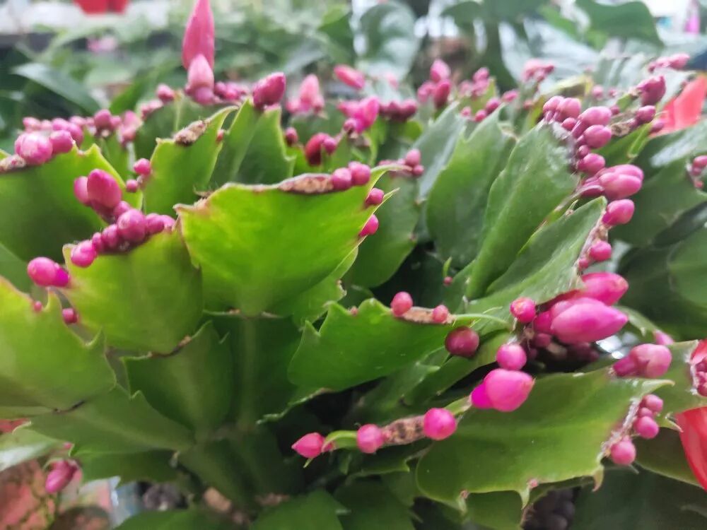 冬季花期超长的观赏花卉推荐