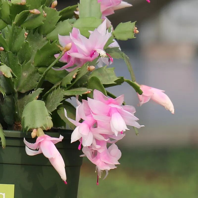 冬季花期超长的观赏花卉推荐