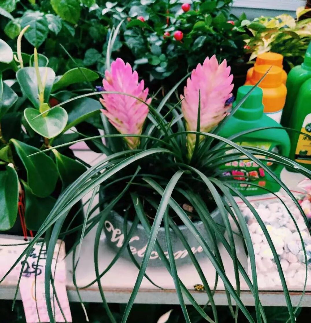 冬季花期超长的观赏花卉推荐