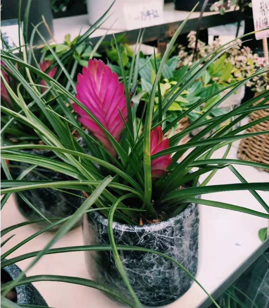 冬季花期超长的观赏花卉推荐