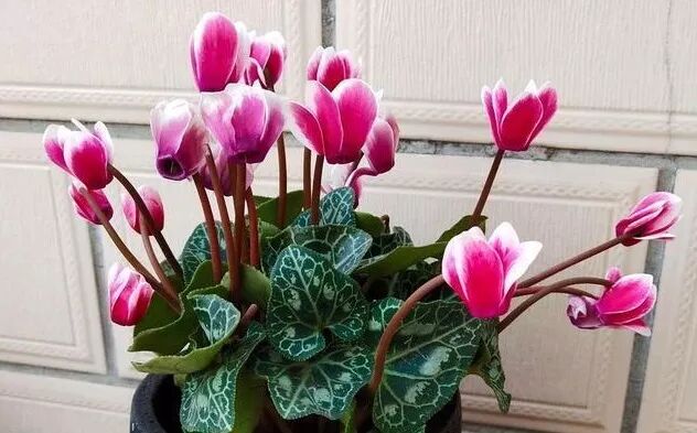 冬季花期超长的观赏花卉推荐