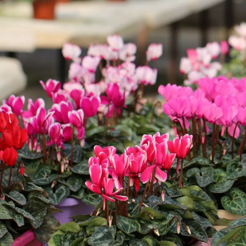 冬季花期超长的观赏花卉推荐