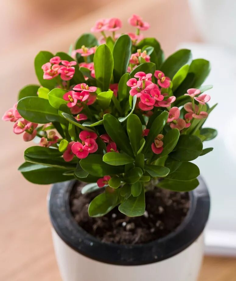 冬季花期超长的观赏花卉推荐