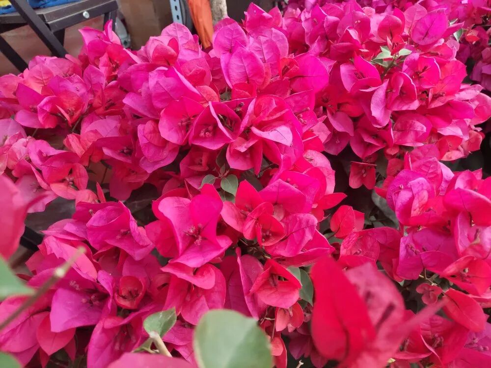 超漂亮觀賞花卉推薦