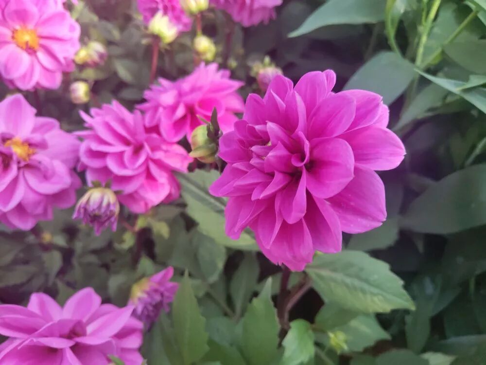 超漂亮觀賞花卉推薦