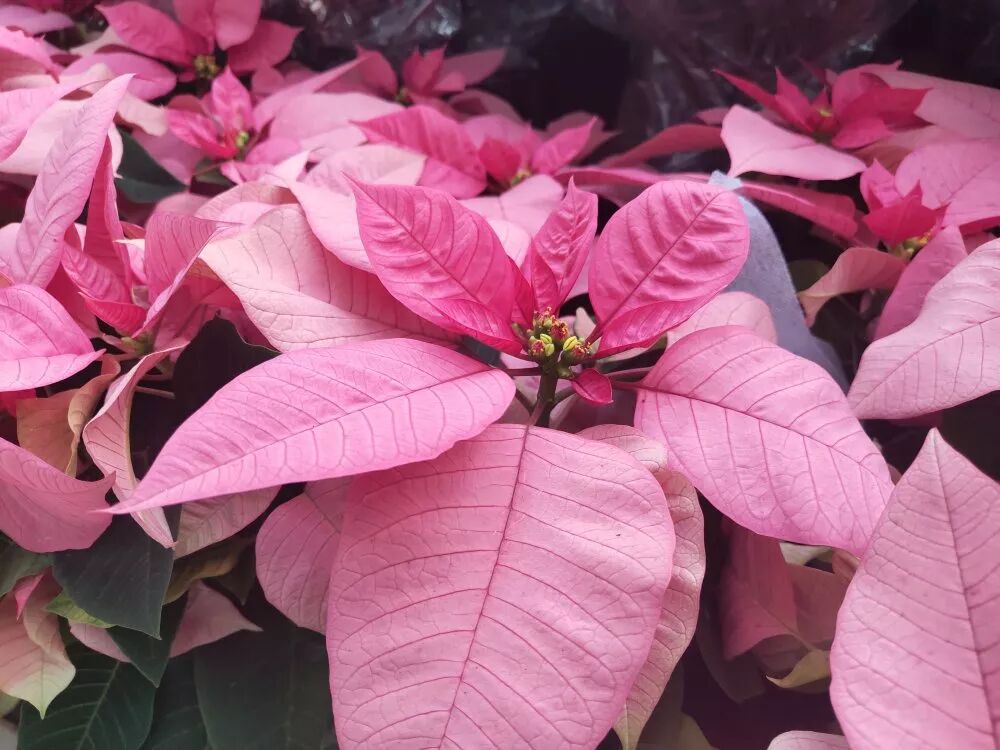 超漂亮觀賞花卉推薦