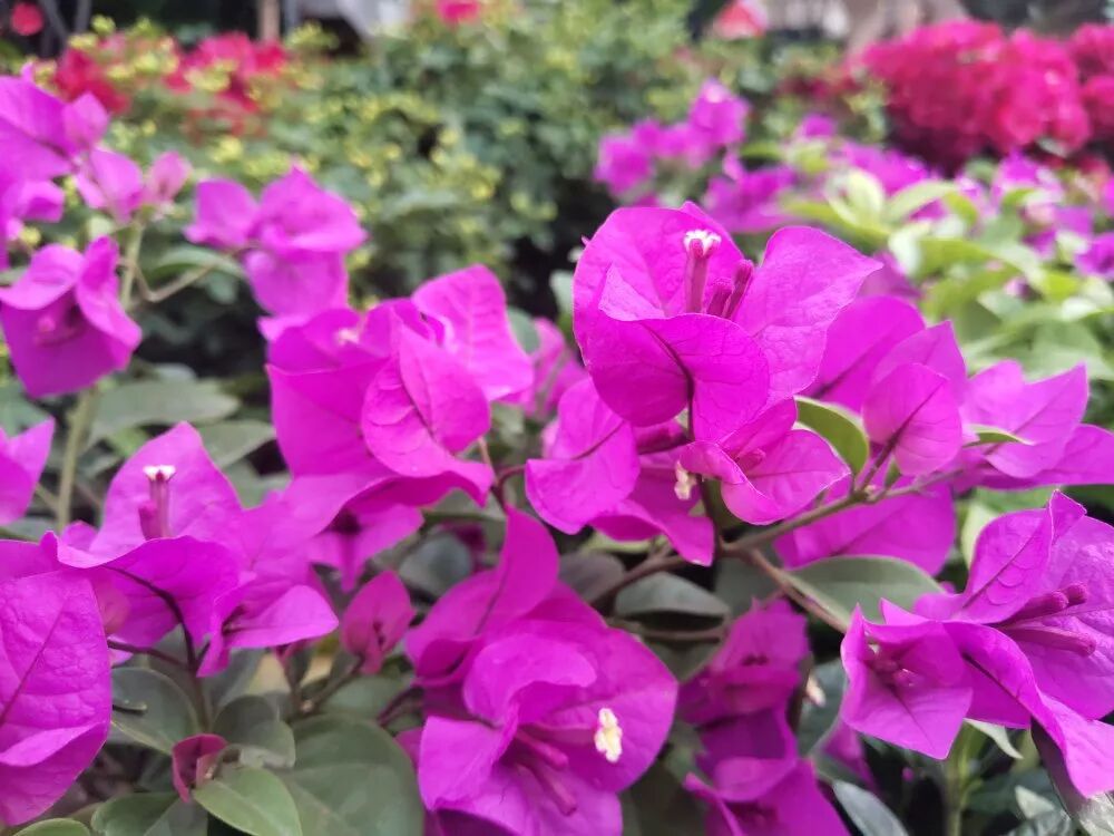 超漂亮觀賞花卉推薦