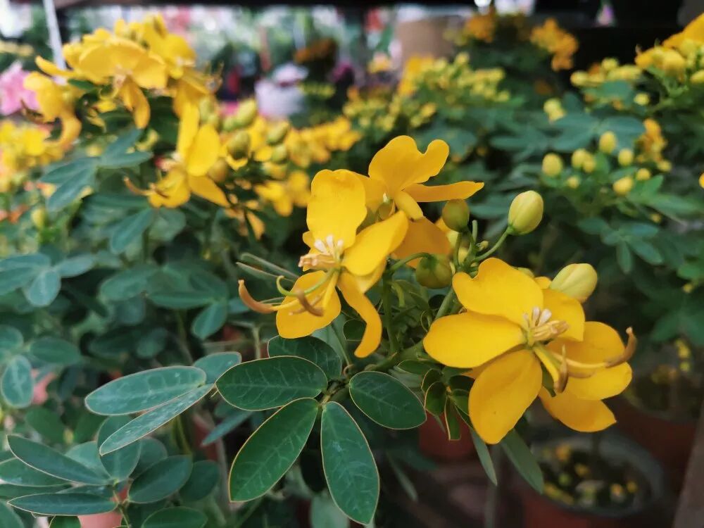 超漂亮觀賞花卉推薦