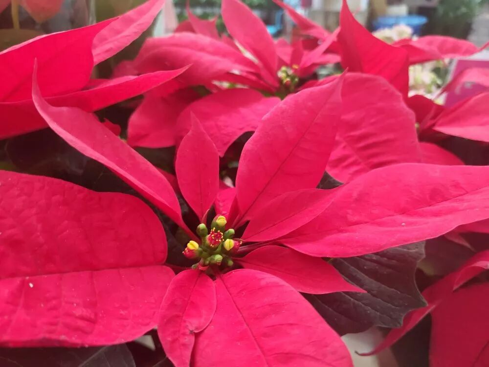 超漂亮觀賞花卉推薦