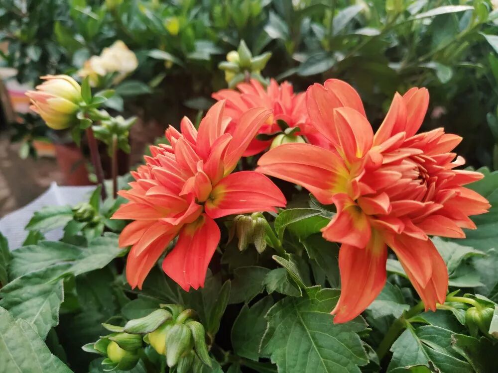 超漂亮觀賞花卉推薦