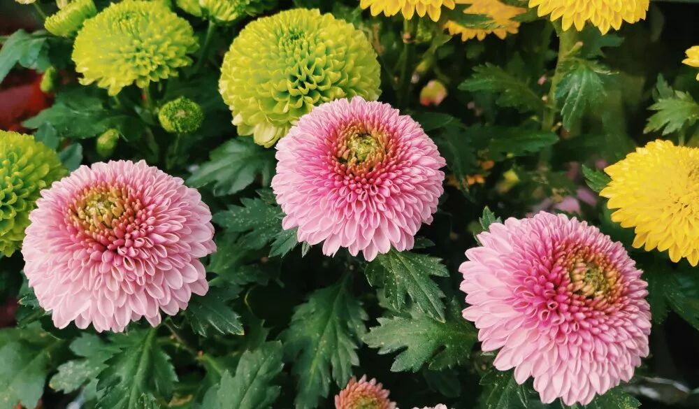 超漂亮觀賞花卉推薦