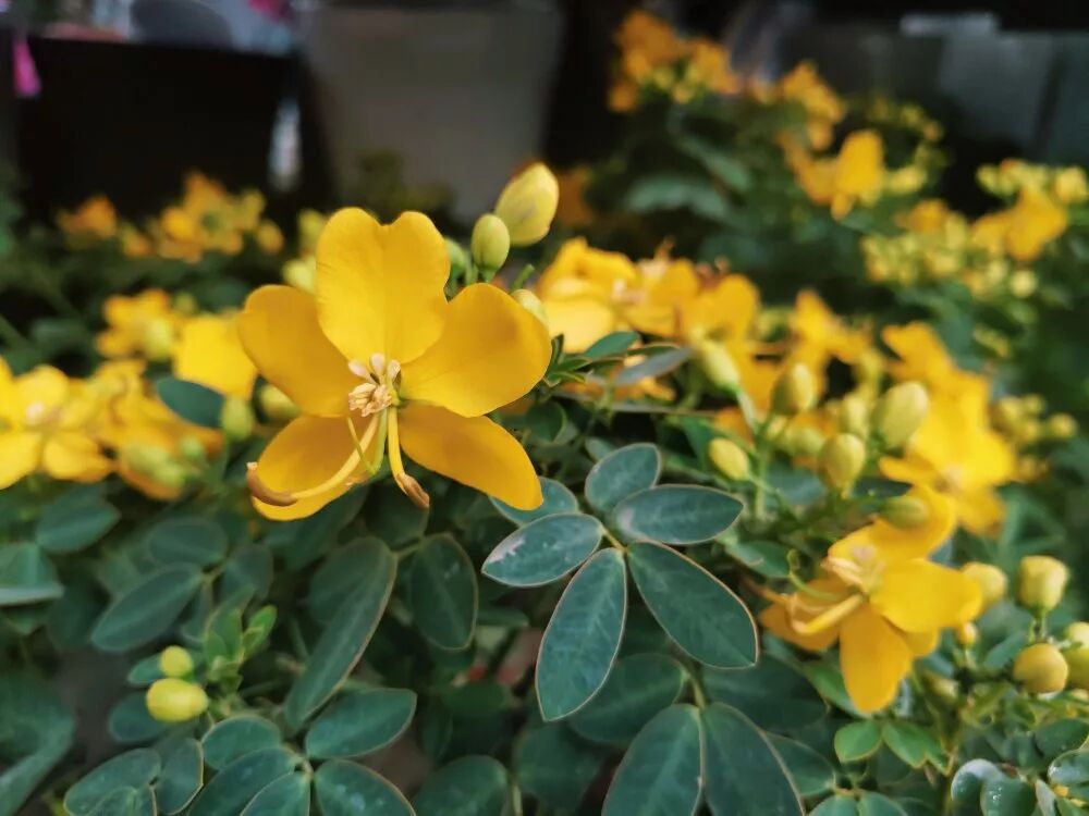 超漂亮觀賞花卉推薦