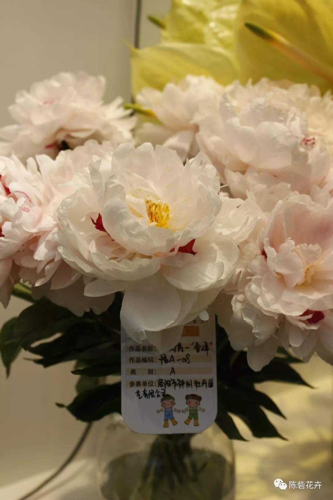 北京世园会|以历史底蕴为基,特色花卉为媒,打造出彩河南 北京世园会|以历史底蕴为基,特色花卉为媒,打造出彩河南