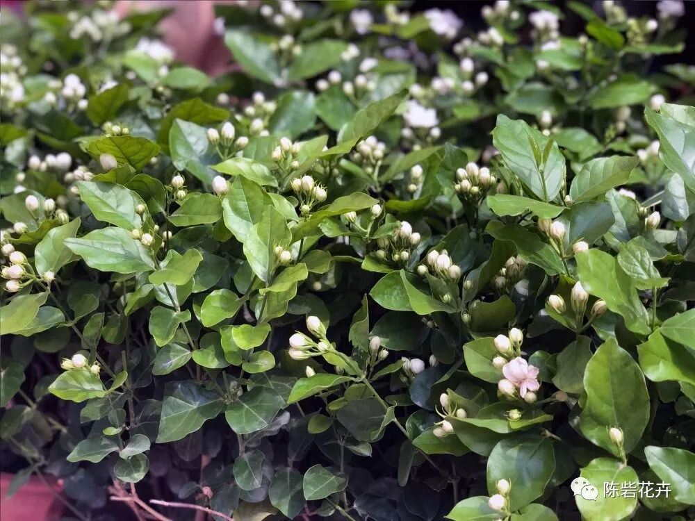 芬芳美丽满枝桠--香花之首茉莉