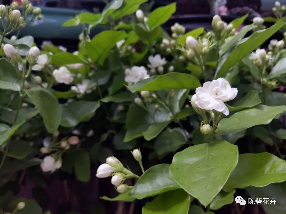 芬芳美丽满枝桠--香花之首茉莉