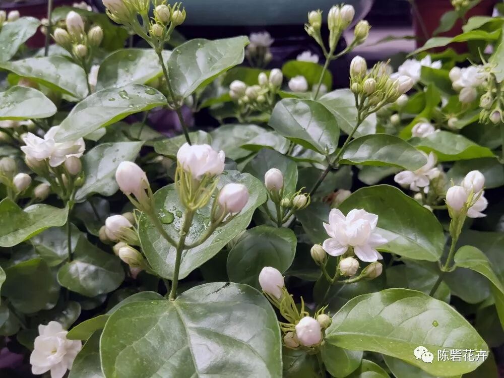 芬芳美丽满枝桠--香花之首茉莉