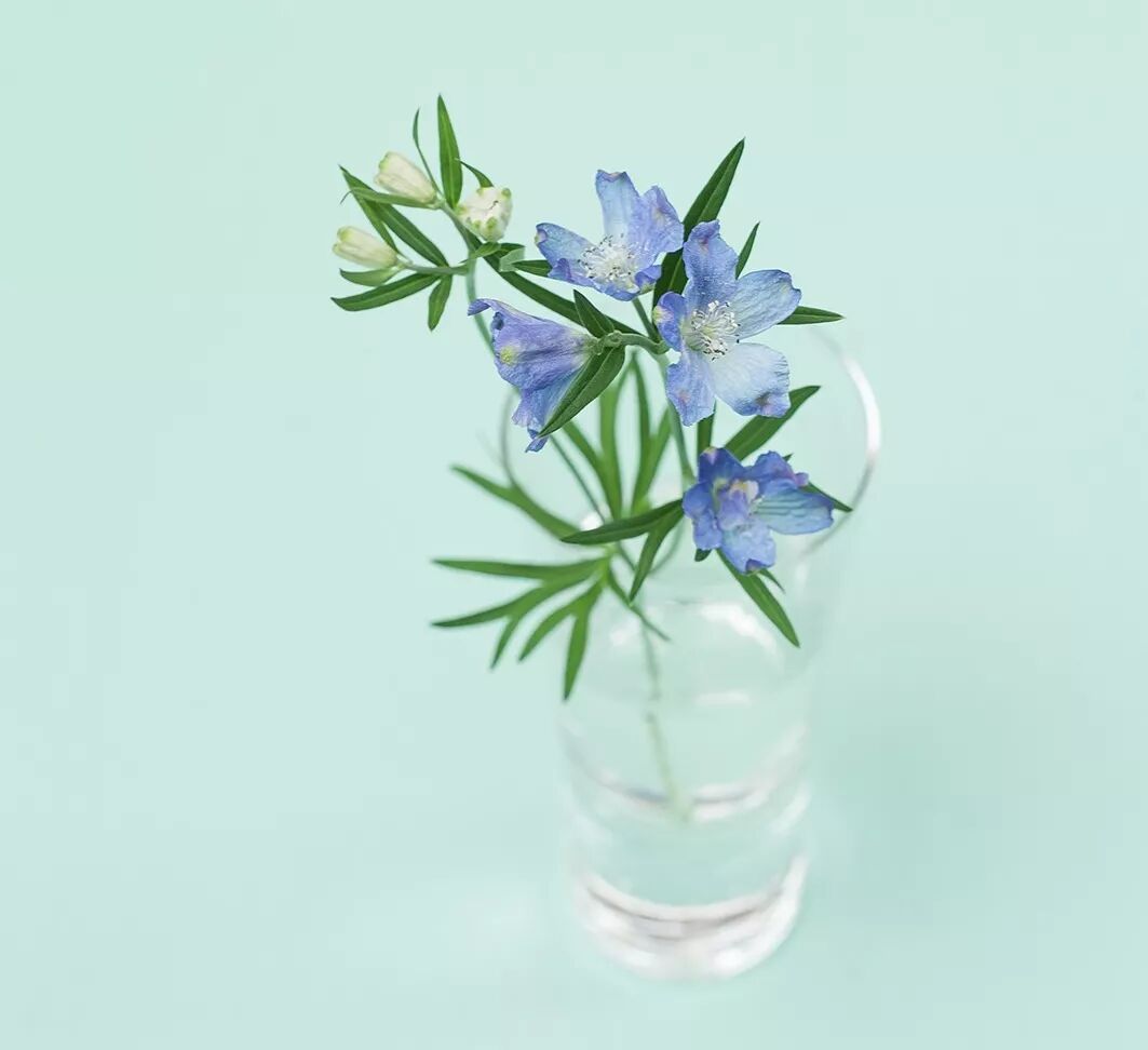 选一束鲜花，留一室馨香。