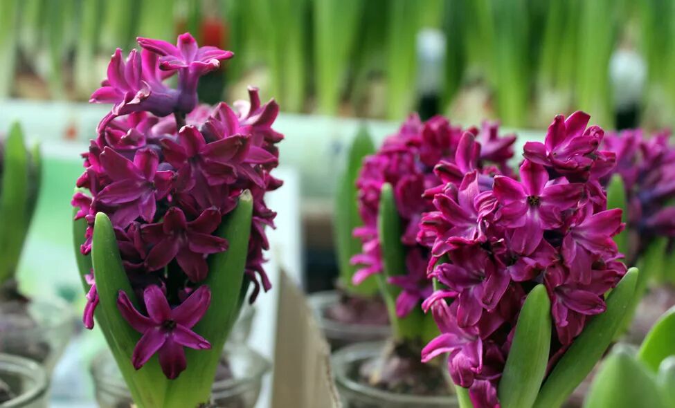 零失误球根花卉，你值得拥有!