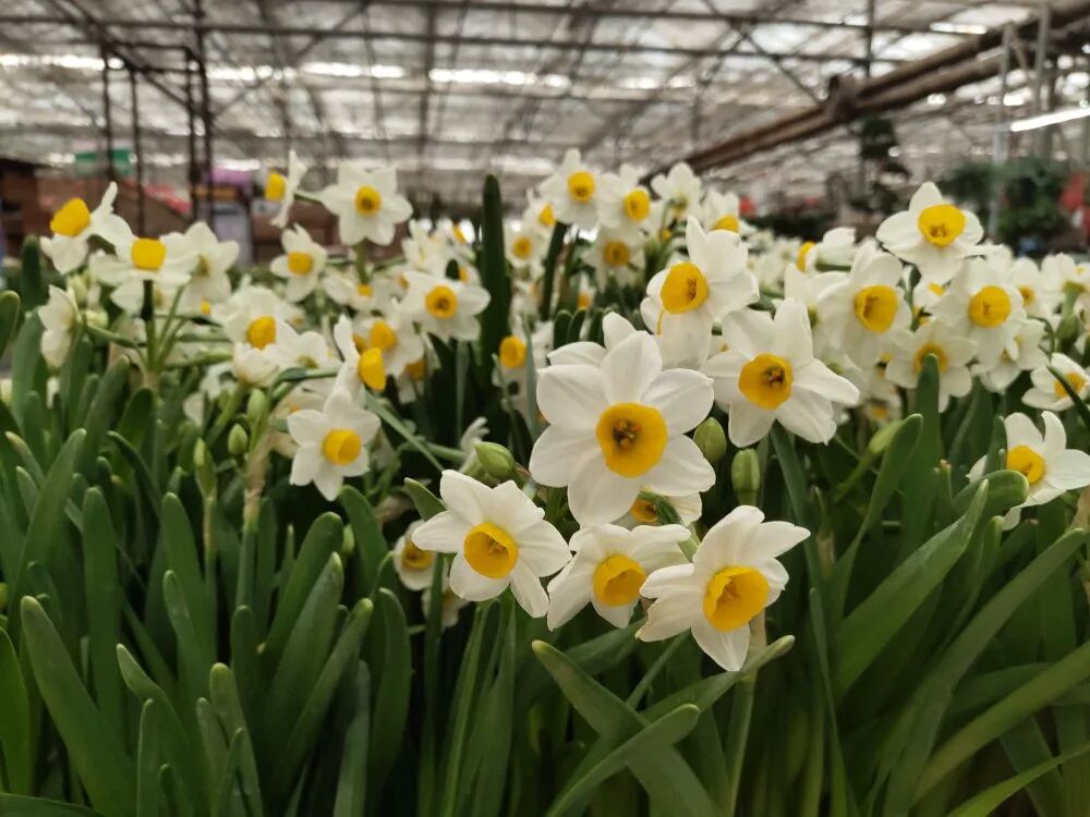 零失误球根花卉，你值得拥有!