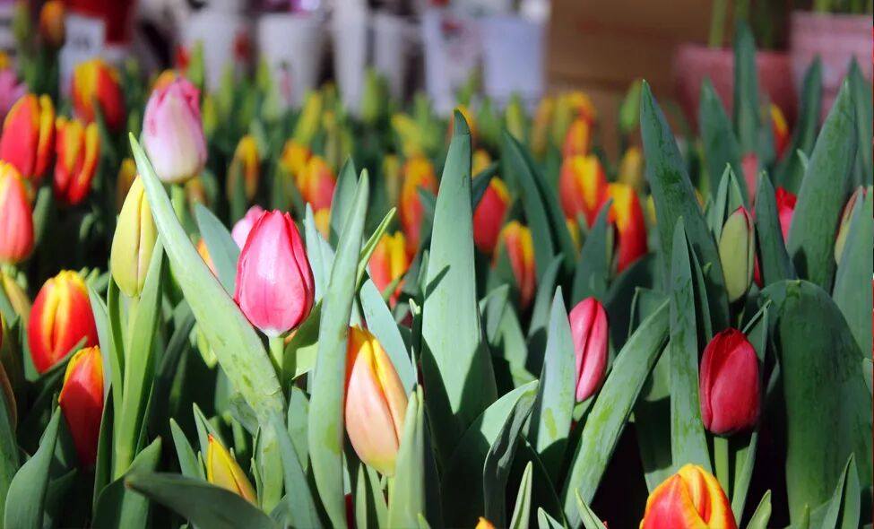 零失误球根花卉，你值得拥有!