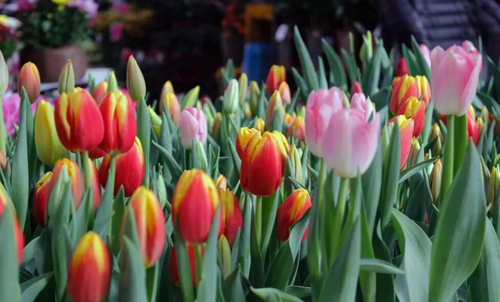 零失误球根花卉，你值得拥有!